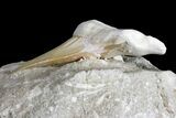 Eocene Otodus Shark Tooth Fossil in Rock - Huge Tooth! #171293-2
